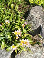 Tulipa Saxatilis (fam. Liliacees) (Crete) (01) (Photo F. Mrugala)